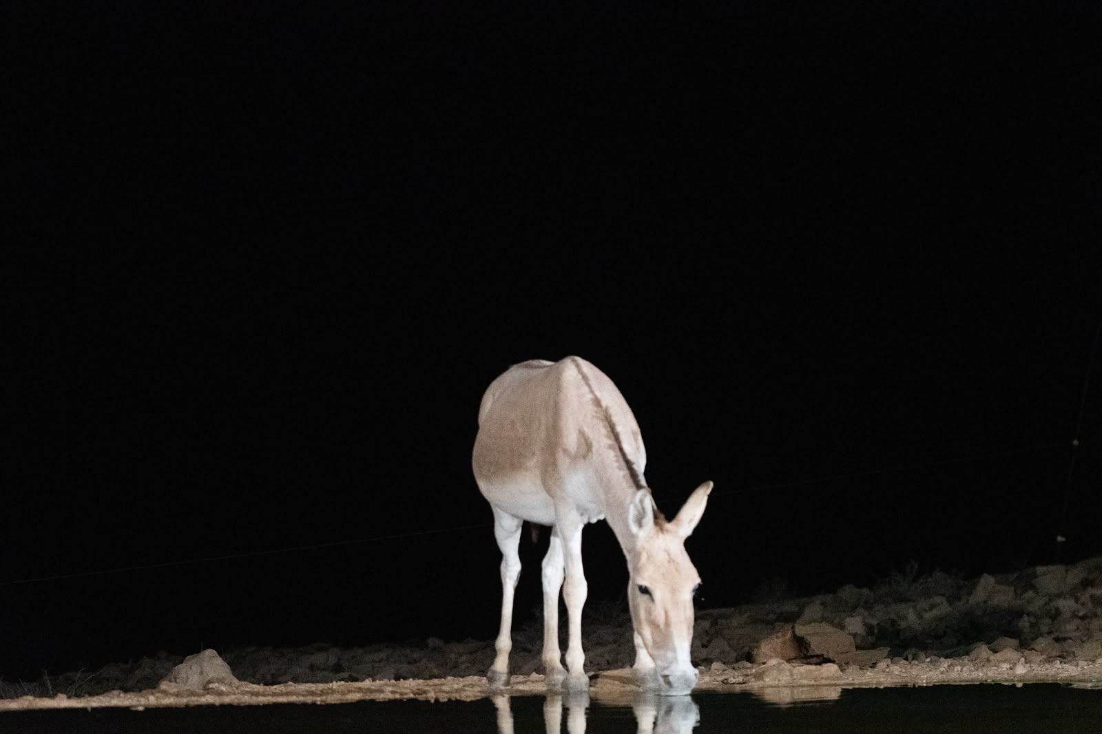 צילום לילה מרשים המתעד ערוד הניצב בסמוך למקור מים בשטחים הפתוחים של עזוז. בעל החיים מואר בתאורה מלאכותית ממוקדת המדגישה את גוון פרוותו הבהיר ופרטיו הפיזיים על רקע החשיכה המוחלטת, כאשר השתקפותו העדינה במים משלימה קומפוזיציה מינימליסטית המעניקה דגש רב לנוכחותו של היונק הנדיר בסביבתו הטבעית.