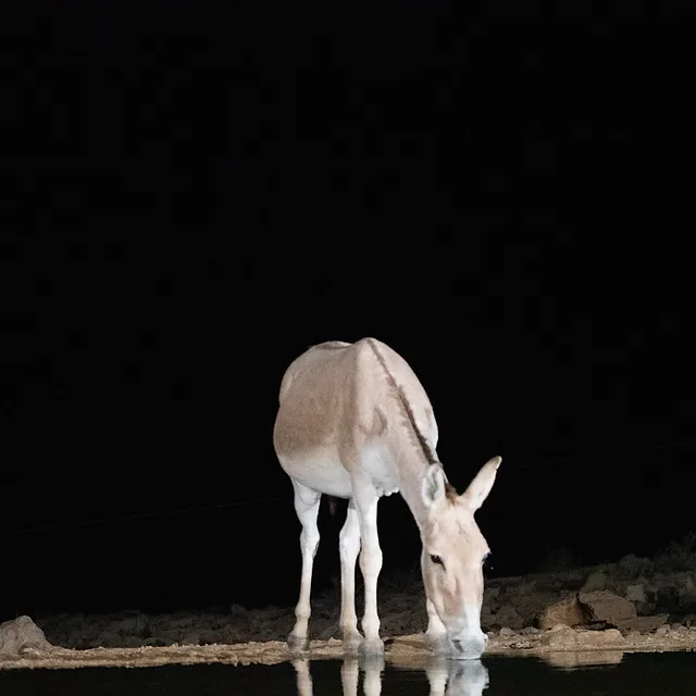 צילום לילה מרשים המתעד ערוד הניצב בסמוך למקור מים בשטחים הפתוחים של עזוז. בעל החיים מואר בתאורה מלאכותית ממוקדת המדגישה את גוון פרוותו הבהיר ופרטיו הפיזיים על רקע החשיכה המוחלטת, כאשר השתקפותו העדינה במים משלימה קומפוזיציה מינימליסטית המעניקה דגש רב לנוכחותו של היונק הנדיר בסביבתו הטבעית.