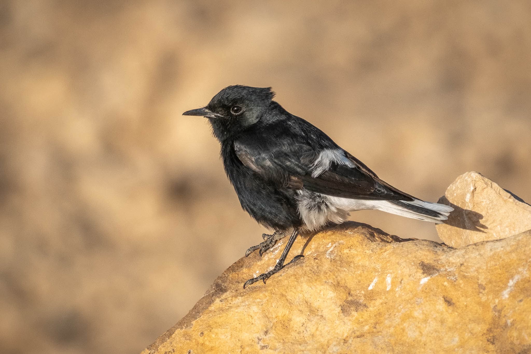 צילום טבע מרשים המציג דוחל שחור ניצב בסטטיות על סלע מדברי. הניגודיות החדה בין הניצוי השחור העמוק של הציפור לבין גוני החום-זהוב של הרקע המטושטש מדגישה את הנושא המרכזי. עומק השדה הרדוד מפריד את הציפור מהסביבה, תוך שמירה על חדות מצוינת בפרטי המקור והעין, המעניקים לצילום איכות מקצועית ונקייה.