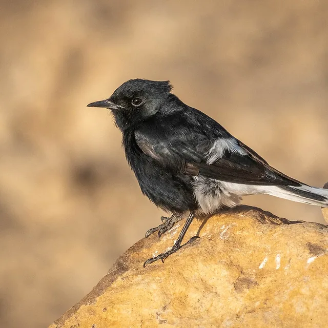 צילום טבע מרשים המציג דוחל שחור ניצב בסטטיות על סלע מדברי. הניגודיות החדה בין הניצוי השחור העמוק של הציפור לבין גוני החום-זהוב של הרקע המטושטש מדגישה את הנושא המרכזי. עומק השדה הרדוד מפריד את הציפור מהסביבה, תוך שמירה על חדות מצוינת בפרטי המקור והעין, המעניקים לצילום איכות מקצועית ונקייה.