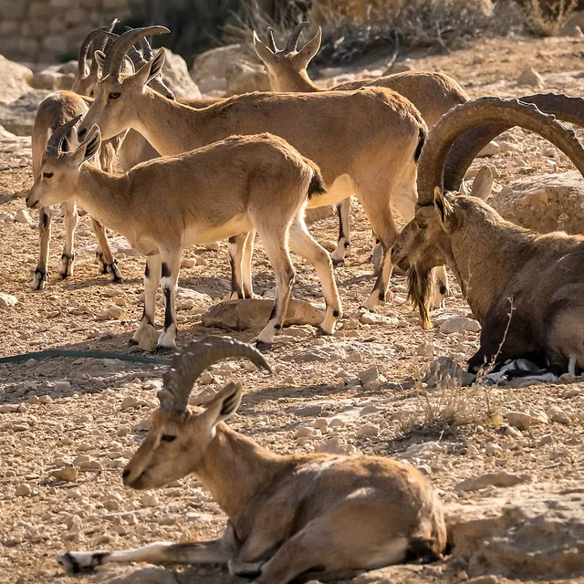 קבוצת יעלים נוביים נחה ביום בהיר על קרקע סלעית במדבר. התאורה החזקה יוצרת הצללות חדות המדגישות את הטקסטורה של הפרווה והקרניים המרשימות של הזכר הבוגר. הקומפוזיציה מציגה את בעלי החיים במגוון תנוחות ומבטים, תוך שימוש בעומק שדה מתון המפריד היטב את הפרטים מהרקע המדברי האופייני לסביבתם הטבעית.