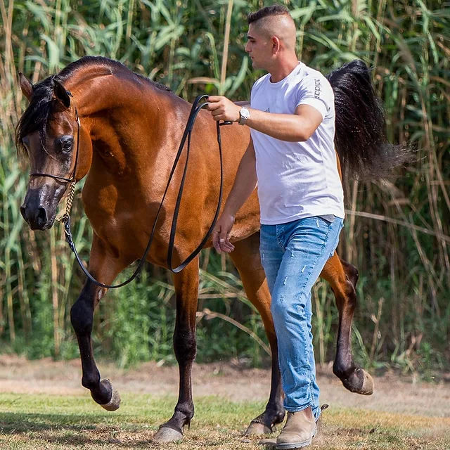 בתמונה מוצג אדם המוליך סוס ערבי מרשים בעל פרווה חומה מבריקה. הקומפוזיציה מתמקדת בתנועה המלווה של השניים, כאשר הסוס מציג יציבה אלגנטית ומבנה ראש עדין. הרקע המורכב מצמחייה ירוקה וצפופה יוצר הפרדה ברורה מהנושא, בעוד תאורת יום רכה מדגישה את המרקמים והפרטים הפיזיים של הסוס והמוליך.