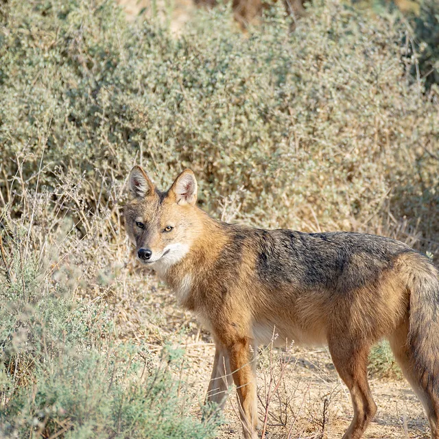 בתמונה מוצג תן זהוב הניצב בטבע, מביט ישירות אל עבר המצלמה. הצילום בוצע ממרחק רב באמצעות מוקד של 800 מ"מ, מה שיוצר דחיסה יפה ומבודד את הנושא מהרקע. התאורה רכה ומדגישה את פרוות החיה, בעוד עומק השדה הרדוד משמר את הפוקוס החד על עיני התן ופניו.