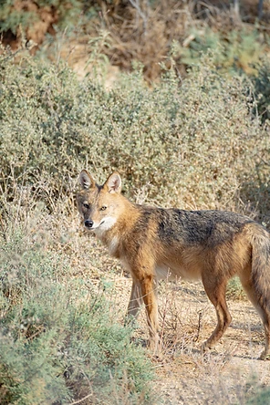 בתמונה מוצג תן זהוב הניצב בטבע, מביט ישירות אל עבר המצלמה. הצילום בוצע ממרחק רב באמצעות מוקד של 800 מ"מ, מה שיוצר דחיסה יפה ומבודד את הנושא מהרקע. התאורה רכה ומדגישה את פרוות החיה, בעוד עומק השדה הרדוד משמר את הפוקוס החד על עיני התן ופניו.