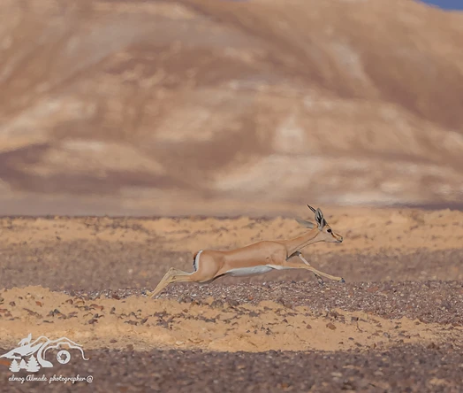 צילום טבע מרשים המנציח צבי ישראלי בתנועת ריצה מהירה על רקע נוף מדברי צחיח. הצלם הצליח לתפוס רגע דינמי בתנאי תאורה רכים, המדגישים את מבנה הגוף האתלטי והאלגנטי של הצבי. הקומפוזיציה רחבה ומאפשרת לצבי לנוע בתוך המרחב, תוך יצירת ניגודיות טבעית בין הצבעים החומים של החיה לבין גוני המדבר הרכים והמטושטשים ברקע.