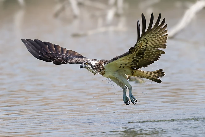 צילום טבע עוצר נשימה של שלך (Osprey) הממריא מתוך מים, כשטיפות מים ניתזות מנוצותיו. הציפור מתועדת ברגע שיא דינמי, עם כנפיים פרושות לרווחה ותנועה מוקפאת בזכות מהירות תריס גבוהה. התאורה הרכה מדגישה את הטקסטורה של הנוצות, בעוד עומק השדה הרדוד מבודד את השלך מהרקע בצורה נקייה ומרשימה.