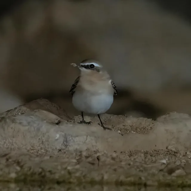 סלעית אירופית ניצבת בדריכות על סלע חשוף בשטחים הפתוחים של עזוז, כשהיא לוכדת חרק קטן במקורה. הצילום מתאפיין ברקע כהה ומטושטש המבליט את דמות הציפור, תוך שימוש בעומק שדה רדוד המעניק פוקוס חד על פרטי הגוף והנוצות. התאורה הרכה משתקפת היטב על גווניה הבהירים של הסלעית, מדגישה את פס הגבה הלבן ואת קווי המתאר המדויקים שלה בתוך סביבתה הטבעית.