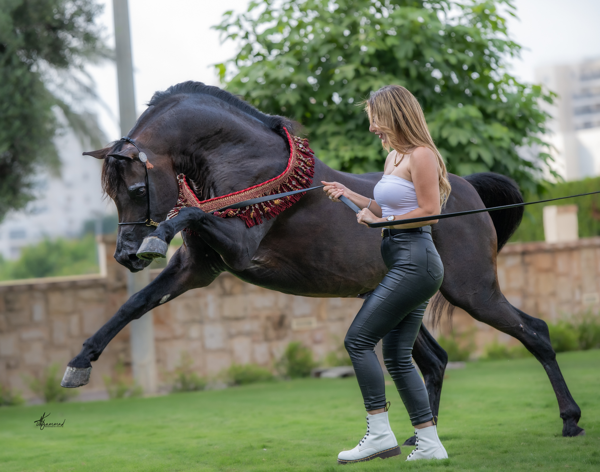 בתמונה מוצגת אישה המובלת סוס ערבי מרשים בעל פרווה שחורה מבריקה ורתמה מעוטרת. הצילום תופס רגע של תנועה דינמית, כאשר הסוס מניף את רגלו הקדמית באוויר. השימוש בצמצם f/4 יצר עומק שדה נעים המפריד את הסוס והאישה מהרקע המטושטש, בעוד מהירות התריס הגבוהה הקפיאה את התנועה בחדות רבה.