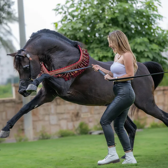 בתמונה מוצגת אישה המובלת סוס ערבי מרשים בעל פרווה שחורה מבריקה ורתמה מעוטרת. הצילום תופס רגע של תנועה דינמית, כאשר הסוס מניף את רגלו הקדמית באוויר. השימוש בצמצם f/4 יצר עומק שדה נעים המפריד את הסוס והאישה מהרקע המטושטש, בעוד מהירות התריס הגבוהה הקפיאה את התנועה בחדות רבה.