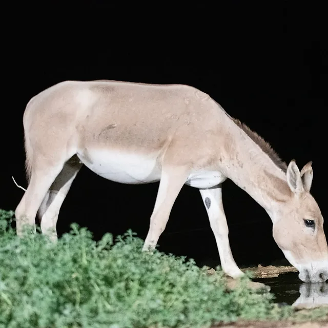 תיעוד לילי נדיר של פרא הניצב ליד מקור מים בשדות הפתוחים של עזוז. התאורה המלאכותית הממוקדת מדגישה את גוון פרוותו הבהיר ואת מבנהו החסון כנגד הרקע החשוך לחלוטין. הצילום תופס רגע של שקט, כאשר השתקפות החיה במים מוסיפה עניין ויזואלי לקומפוזיציה המאוזנת והנקייה של בעל החיים.