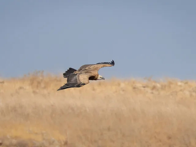 תמונות מגמלג