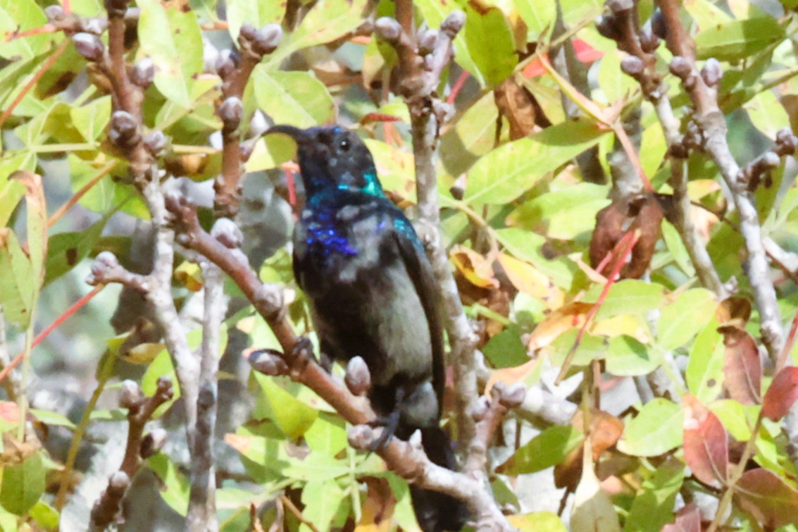 צופית בוהקת זכר ניצבת על ענף בלב הצמחייה העבותה של מדרשת שדה בוקר. ניצוי המתכתי של הציפור בולט בגווניו הכחולים והירוקים על רקע העלים, בעוד המקור המעוקל מעניק לה פרופיל ייחודי. התמונה נלכדה בתאורת בוקר רכה המדגישה את המרקם העדין של הנוצות והענפים הקטנים סביב הציפור.