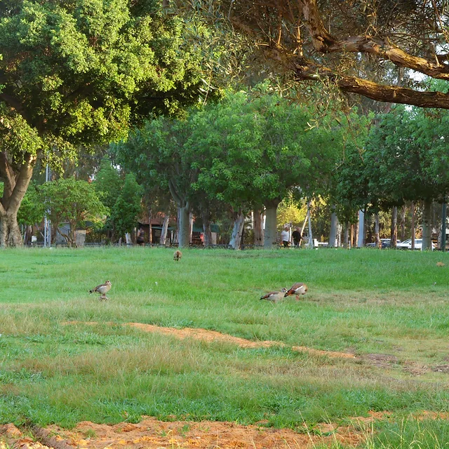 קבוצה של יאורית מצרית נצפתה מלקטת מזון במדשאות הפתוחות של הפארק הלאומי רמת גן תחת אור יום רך. הצילום המורחב כולל את העצים הבוגרים כחלק מהקומפוזיציה המעניקה הקשר סביבתי, כאשר הצבעים הטבעיים של העופות משתלבים בהרמוניה עם גווני הדשא והקרקע החשופה בפריים רחב ומאוזן.