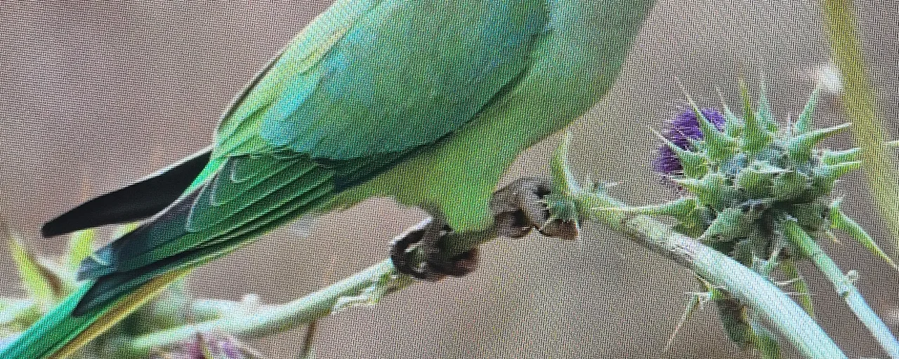 מיגוון ציפורים 