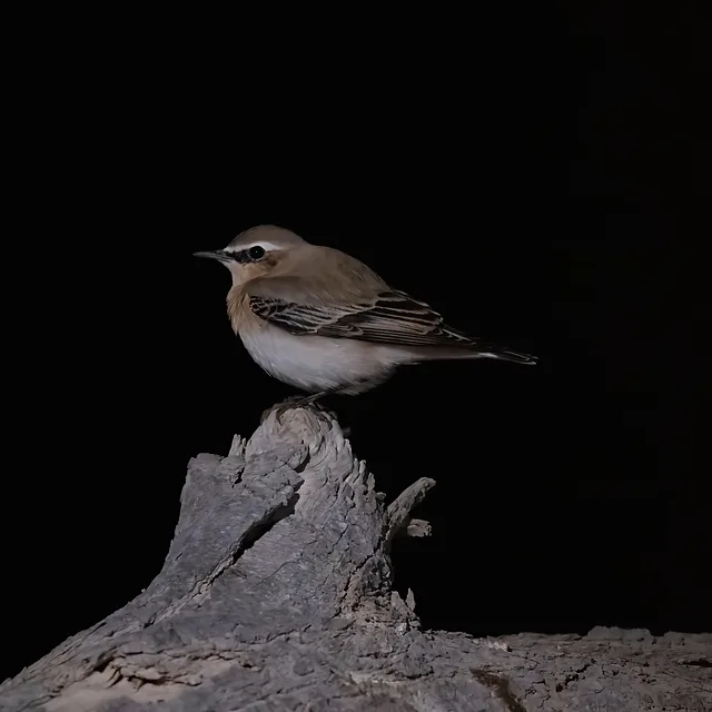 צילום טבע מרשים המציג סלעית אירופית הניצבת על גזע עץ יבש וחשוף. הרקע השחור והמוחלט מעניק לתמונה ניגודיות חדה, המדגישה את גווני הנוצה הבהירים והמרקם המחוספס של העץ. התאורה הממוקדת מדגישה את פרטי הציפור, כאשר עומק שדה רדוד יוצר הפרדה מצוינת ומעניק לדיוקן הציפור נוכחות אסתטית ונקייה.