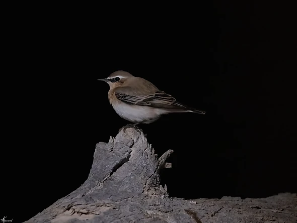 צילום טבע מרשים המציג סלעית אירופית הניצבת על גזע עץ יבש וחשוף. הרקע השחור והמוחלט מעניק לתמונה ניגודיות חדה, המדגישה את גווני הנוצה הבהירים והמרקם המחוספס של העץ. התאורה הממוקדת מדגישה את פרטי הציפור, כאשר עומק שדה רדוד יוצר הפרדה מצוינת ומעניק לדיוקן הציפור נוכחות אסתטית ונקייה.