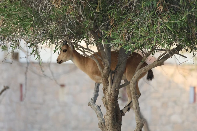 תיעוד מפתיע של יעל נובי צעיר המטפס בתוך ענפי עץ זית במדרשת שדה בוקר. הצילום מציג את החיה משתלבת בסביבה הצמחית עם עומק שדה רך המבודד את הפרט מהרקע המטושטש, תוך שימוש במוקד ארוך של 400 מ"מ שמאפשר ללכוד את הבעת הפנים והמרקם המדויק של הפרווה והענפים.