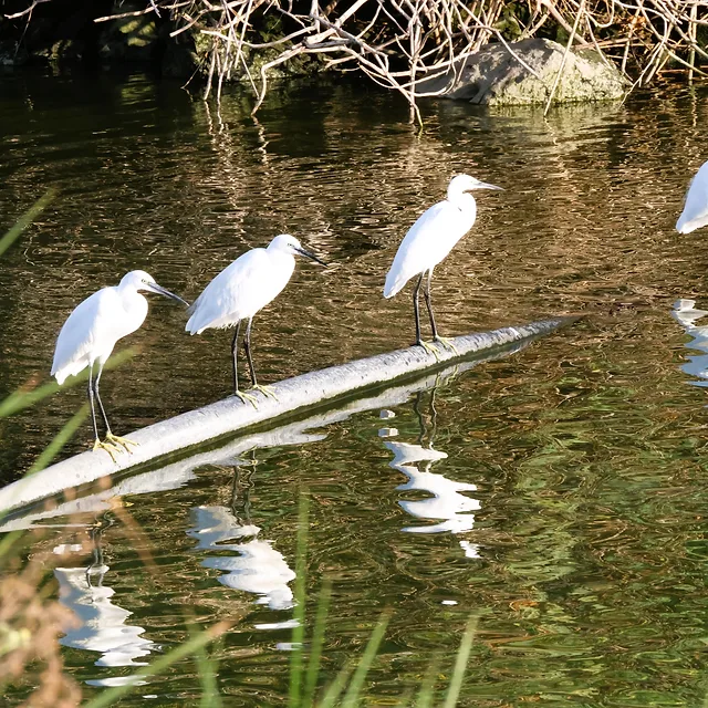 ארבע לבניות קטנות עומדות בשורה על צינור אלכסוני החוצה את מימי בריכות הדגים מעגן מיכאל. הניגודיות בין נוצותיהן הלבנות והבוהקות לבין המים הכהים והרקע האפלולי מדגישה את דמויותיהן, בעוד שהשתקפותן העדינה על פני המים מוסיפה עומק ויזואלי ורוגע לקומפוזיציה המאוזנת וההרמונית של צילום הטבע המרהיב הזה.