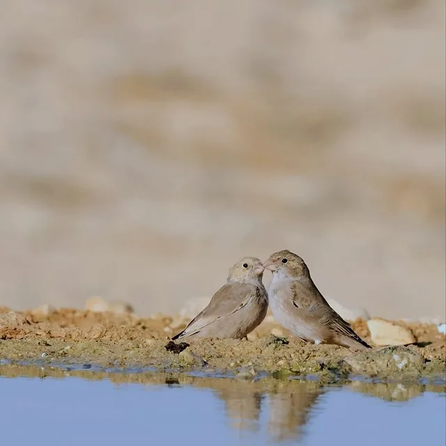 צילום טבע מרגש המציג זוג ציפורים מסוג מדברון, העומדות על שפת מקור מים ומקיימות אינטראקציה עדינה של חיכוך מקורים. הרקע המטושטש בצבעי חול אחידים מעניק עומק שדה רדוד המדגיש את הנושא המרכזי. ההשתקפות העדינה במים והתאורה הרכה יוצרים קומפוזיציה הרמונית ושקטה, תוך דגש על הפרטים העדינים בניצוי ובמחוות הציפורים.