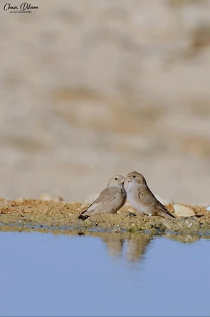 צילום טבע מרגש המציג זוג ציפורים מסוג מדברון, העומדות על שפת מקור מים ומקיימות אינטראקציה עדינה של חיכוך מקורים. הרקע המטושטש בצבעי חול אחידים מעניק עומק שדה רדוד המדגיש את הנושא המרכזי. ההשתקפות העדינה במים והתאורה הרכה יוצרים קומפוזיציה הרמונית ושקטה, תוך דגש על הפרטים העדינים בניצוי ובמחוות הציפורים.