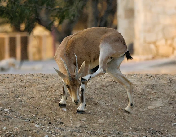 תיעוד אינטימי של יעל נובי צעיר הניצב על קרקע חולית בשטחי מדרשת שדה בוקר, תוך שהוא מרים את רגלו האחורית לגרד את ראשו. האור הרך מדגיש את המרקם העדין של פרוותו, כאשר עומק השדה הרדוד מבודד את החיה מהרקע המטושטש, ומעניק דגש לקומפוזיציה המאוזנת ולרגע הטבעי שתועד.