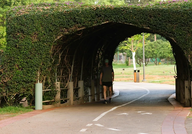 דמות אדם הולכת בשביל מרוצף החוצה את מנהרת הצמחייה המרהיבה בהפארק הלאומי רמת גן. הקומפוזיציה עושה שימוש באפקט המסגור הטבעי של הצמחייה המכסה את המבנה, המוליכה את עין הצופה אל הדמות במרכז. האור הרך מדגיש את המרקמים השונים של העלים ואת עומק השדה הממוקד המפריד בין החלק המוצל והחלק המואר ברקע.