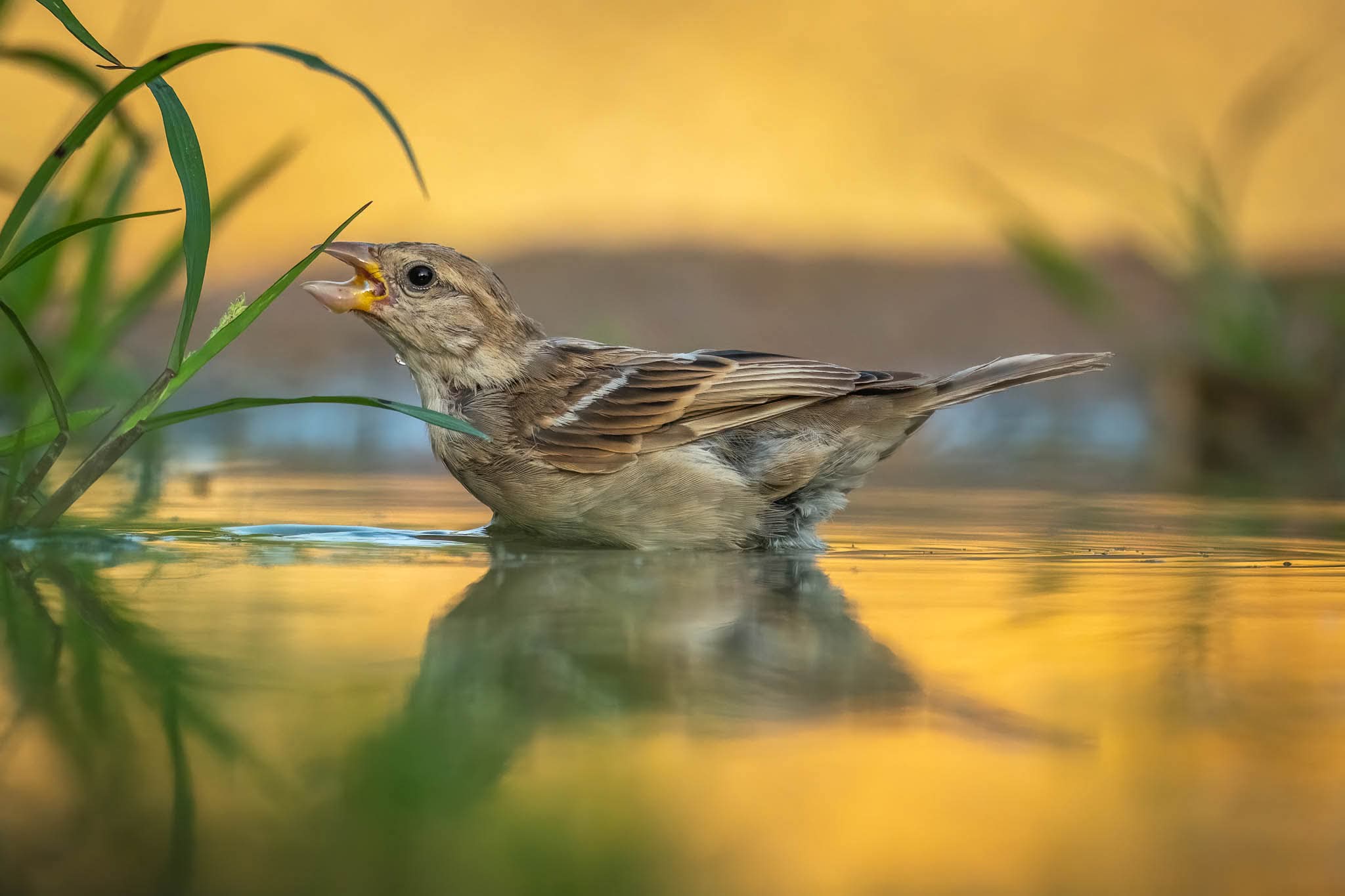נקבת דרור הבית מתועדת ברגע אינטימי של רחצה במים רדודים בפארק הצפרות באילת, כאשר פיה פעור בתנועה חיה. התאורה הזהובה של שעת בין ערביים יוצרת השתקפות מרהיבה על פני המים, בעוד עומק השדה הרדוד מבודד את הציפור מהרקע ומדגיש את המרקם העדין של נוצותיה ואת החדות סביב עין הציפור.