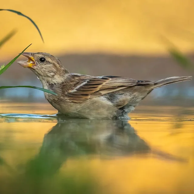 נקבת דרור הבית מתועדת ברגע אינטימי של רחצה במים רדודים בפארק הצפרות באילת, כאשר פיה פעור בתנועה חיה. התאורה הזהובה של שעת בין ערביים יוצרת השתקפות מרהיבה על פני המים, בעוד עומק השדה הרדוד מבודד את הציפור מהרקע ומדגיש את המרקם העדין של נוצותיה ואת החדות סביב עין הציפור.