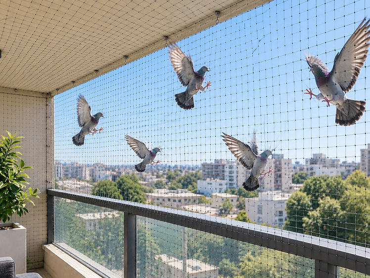 תמיר וגל — הרחקת יונים, דוגמה חיה