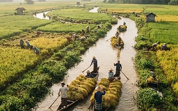 Menata Rantai Nilai Beras Lokal di Lahan Rawa Barito Kuala