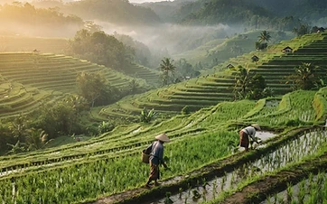 Koperasi Desa Bali Kembangkan Agrowisata Sawah Berkelanjutan
