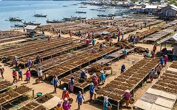 Hilirisasi Rumput Laut dan Masa Depan Koperasi di Nunukan