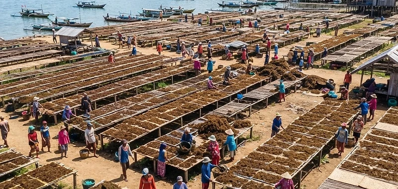 Hilirisasi Rumput Laut dan Masa Depan Koperasi di Nunukan