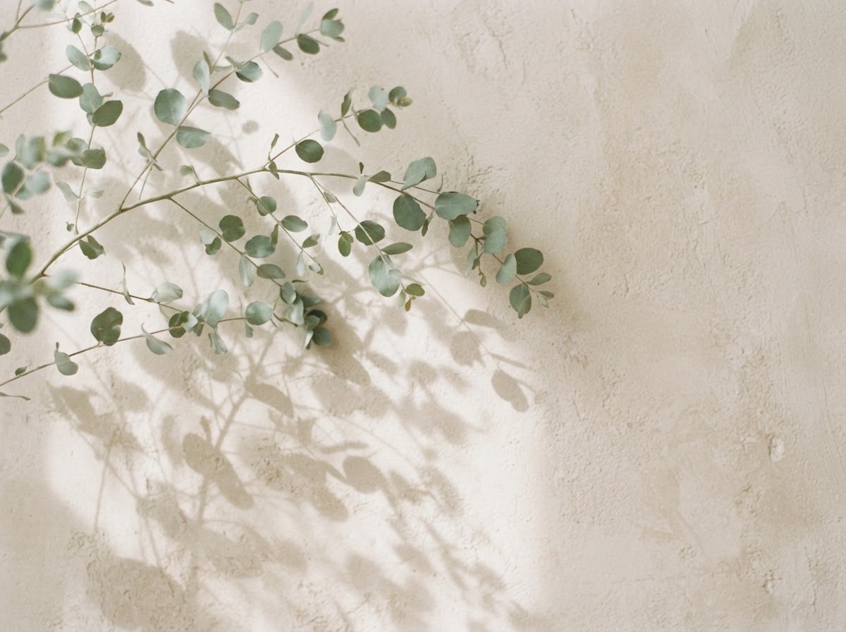 A leaf shadow on a plaster wall