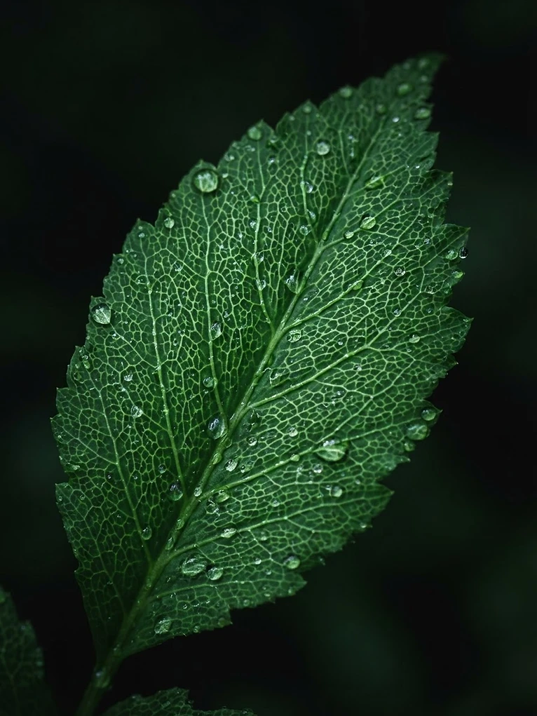 Macro photo of a leaf whose veins resemble human neural pathways