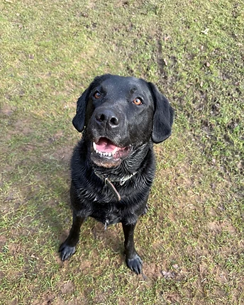 Digby, a black Labrador, sitting on grass looking up at the camera