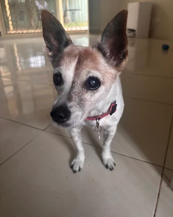 An older white and tan Jack Russell looking up at the camera on a tiled floor