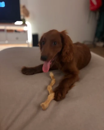 A reddish-brown Irish Setter puppy lying down holding a long chew treat