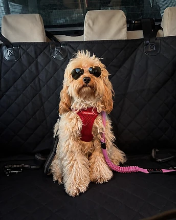 A light-brown toy cavoodle wearing gold-rimmed aviator sunglasses and a red mesh harness, sitting on a quilted car seat cover