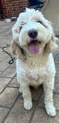 A cream Labradoodle sitting on paving stones, tongue out