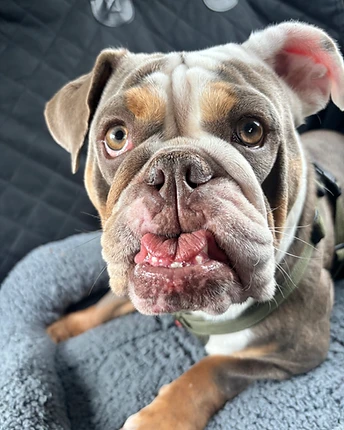 A tricolour bulldog with a wrinkled muzzle and underbite resting on a grey pet bed in the car, wearing an olive-green harness