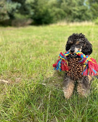 Bettie, a black and tan Toy Poodle, holding a braided rope toy in a sunlit meadow