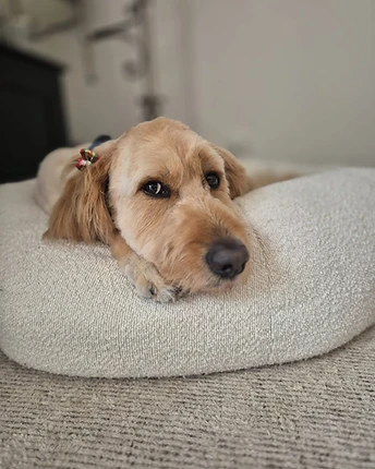 A golden doodle resting its head on a donut-style dog bed, looking at the camera with a decorative bow in its fur