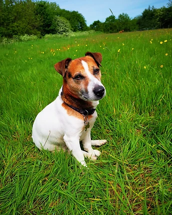 Sammy, a Jack Russell terrier, sitting in a green meadow with buttercups
