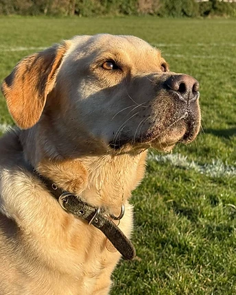 Champ, a yellow Labrador retriever, in profile in a grassy field at golden hour