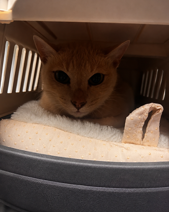 A ginger cat resting inside a pet carrier, looking directly at the camera