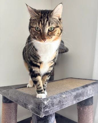 A tabby cat with white chest and paws standing on a grey carpeted cat tree