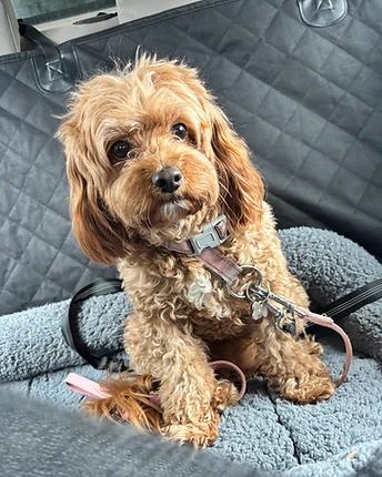 A small curly-haired light-brown dog lying on its back on a plush pet bed in a car, looking up at the camera
