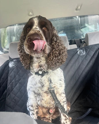An English Springer Spaniel seated in the back seat of a car, secured by a seatbelt tether, tongue out, looking at the camera