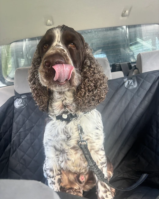 A Springer Spaniel passenger secured in the back seat, tongue out, ready for the ride